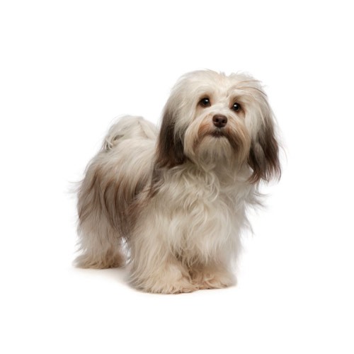 havanese for sale