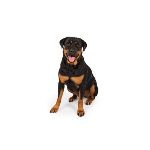 Rottweiler puppies for sale