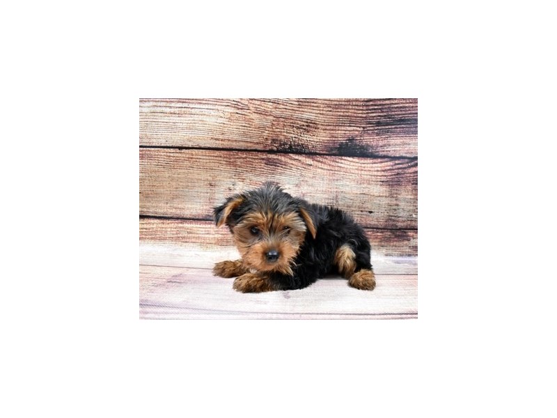 Yorkshire Terrier-DOG-Male-Black and Tan-2998322-PetCenter Old Bridge Puppies For Sale
