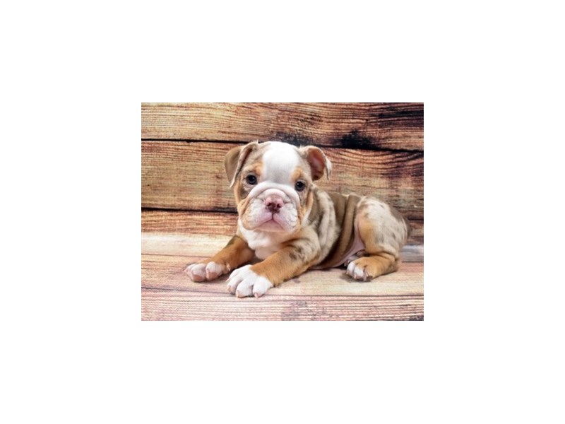 English Bulldog-DOG-Male-Red and White-2973300-PetCenter Old Bridge Puppies For Sale