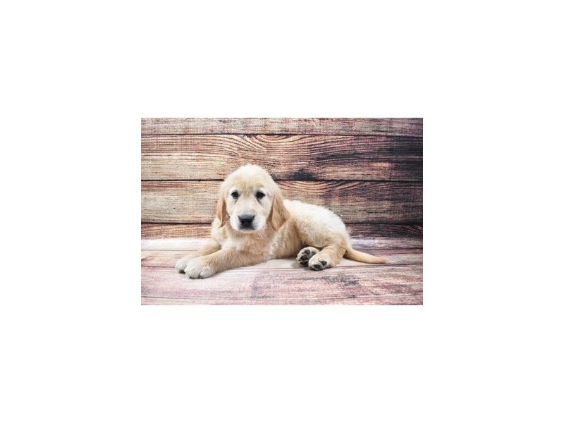 Golden Retriever-DOG-Female-Golden-3015978-PetCenter Old Bridge Puppies For Sale