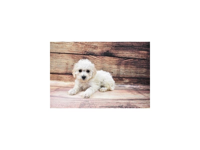 Bichon Poo-DOG-Male-Cream-3015990-PetCenter Old Bridge Puppies For Sale