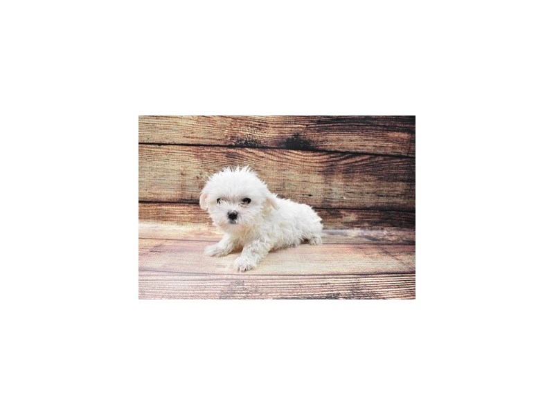 Maltese-DOG-Female-White-3016040-PetCenter Old Bridge Puppies For Sale