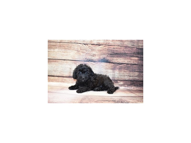 Shihpoo-DOG-Female-Black-3056800-PetCenter Old Bridge Puppies For Sale