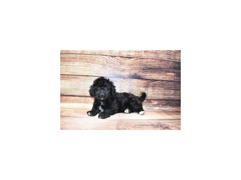 Bichon Poo-Male-Black-3078258-PetCenter Old Bridge Puppies For Sale