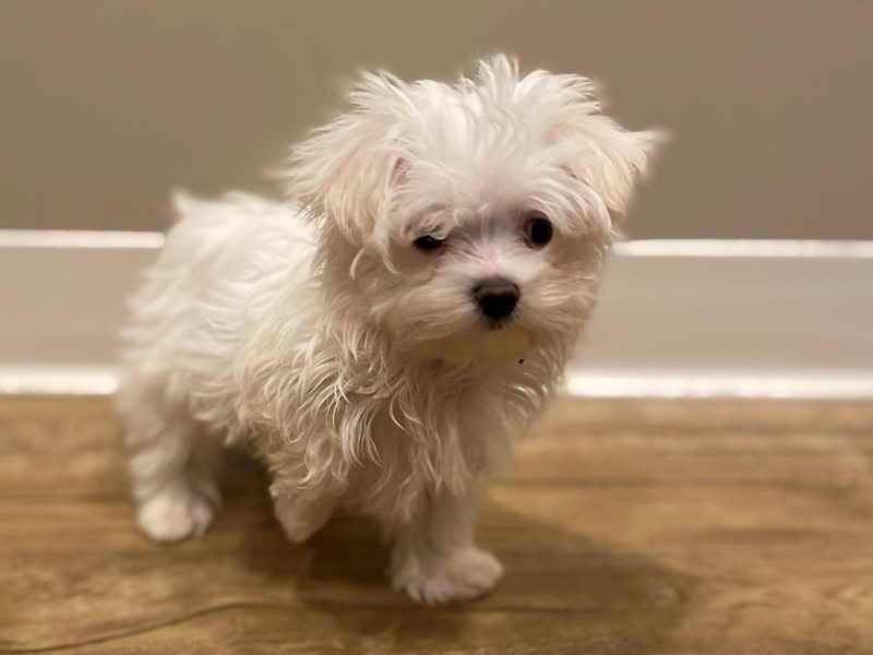 Maltese-DOG-Male-White-3099919-PetCenter Old Bridge Puppies For Sale