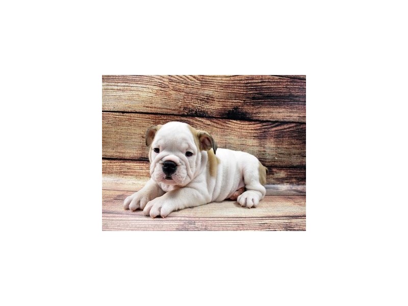 English Bulldog-DOG-Male-Red and White-2980903-PetCenter Old Bridge Puppies For Sale