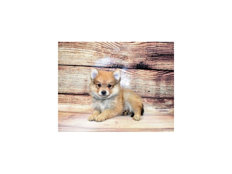 Pomeranian-Male-Orange Sable-3089371-PetCenter Old Bridge Puppies For Sale