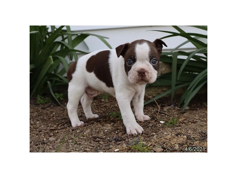 Boston Terrier - Coming Soon-Male-Red / White-3121600-PetCenter Old Bridge Puppies For Sale