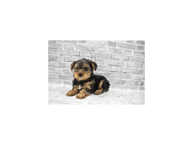 Yorkshire Terrier - Coming Soon-Male-Black and Tan-3132537-PetCenter Old Bridge