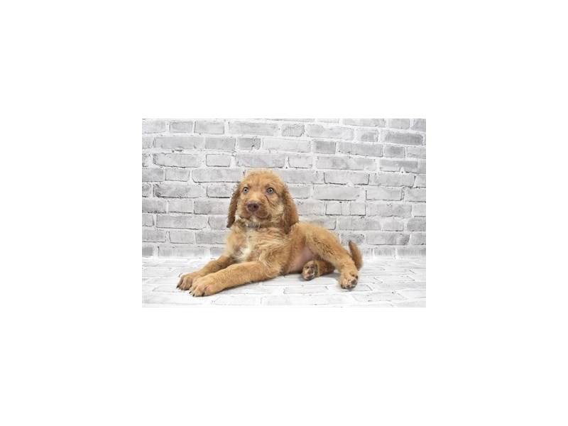 Chesadoodle - Available 6/3-Male-Dead Grass-3162988-PetCenter Old Bridge Puppies For Sale