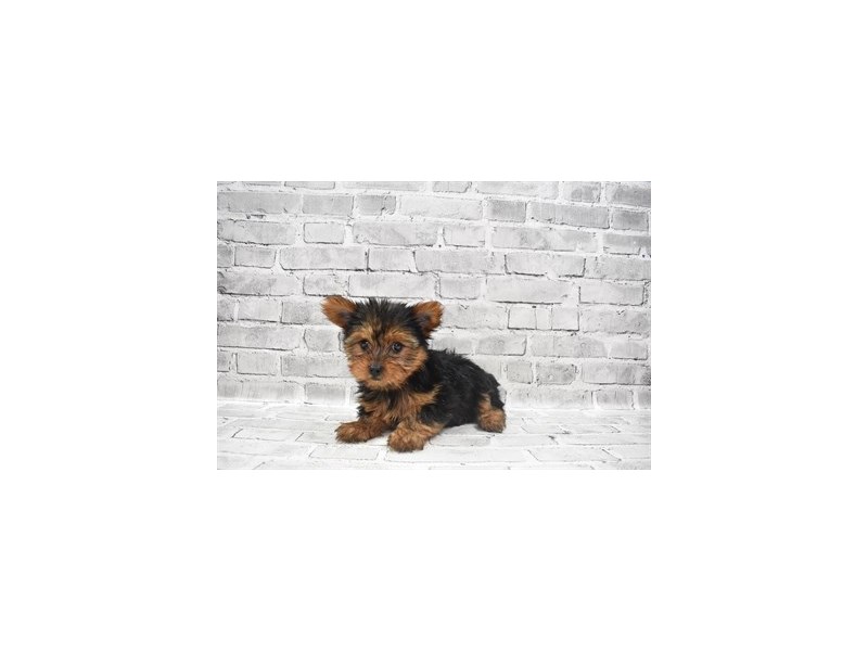 Yorkshire Terrier - Available 6/10-Female-Black and Gold-3172733-PetCenter Old Bridge Puppies For Sale