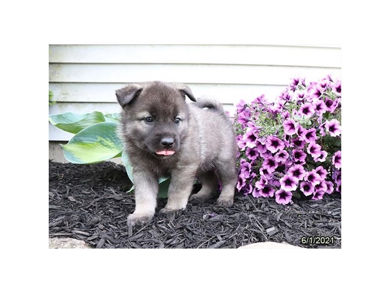 Norwegian Elkhound- Available 7/1-DOG-Male-Black / Silver-3199114-PetCenter Old Bridge Puppies For Sale