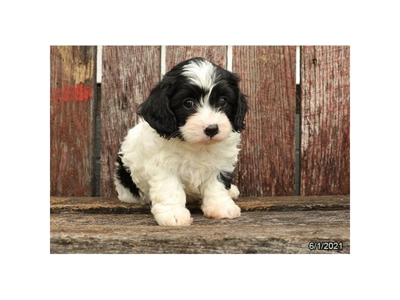 Cavapoo- Available 7/1-Male-Black / White-3199170-PetCenter Old Bridge Puppies For Sale