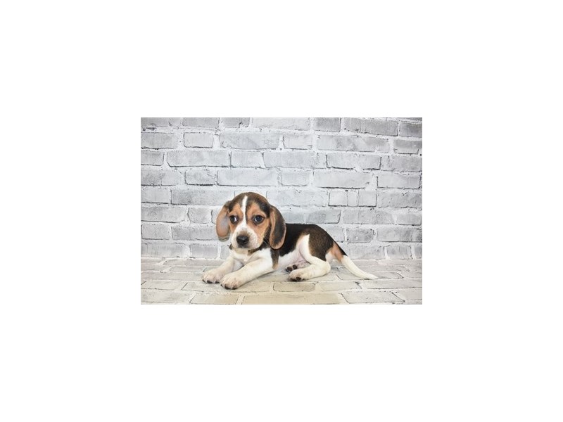 Beagle- Available 6/30-Male-Black White and Tan-3200133-PetCenter Old Bridge Puppies For Sale
