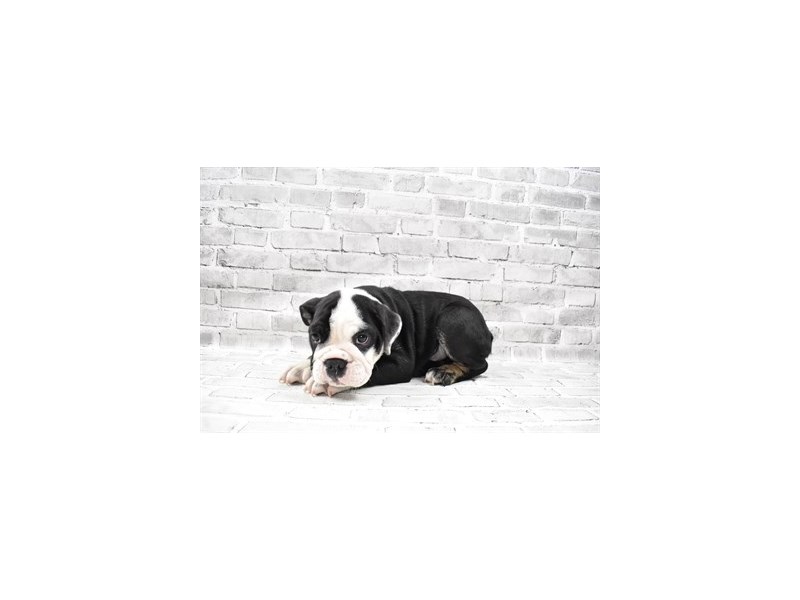 English Bulldog-Male-Black Red and White-3228956-PetCenter Old Bridge