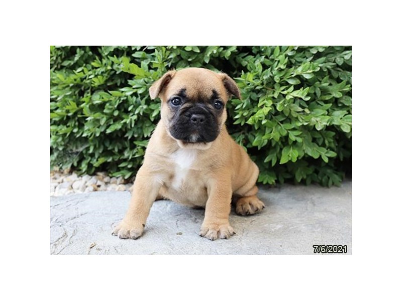French Bulldog- Available 8/5-DOG-Female-Fawn-3246599-PetCenter Old Bridge Puppies For Sale