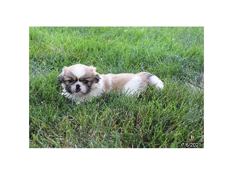 Pekingese- Available 8/5-DOG-Male-Sable / White-3246600-PetCenter Old Bridge Puppies For Sale