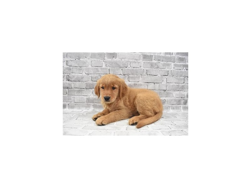 Golden Retriever-DOG-Female-Golden-3259673-PetCenter Old Bridge Puppies For Sale