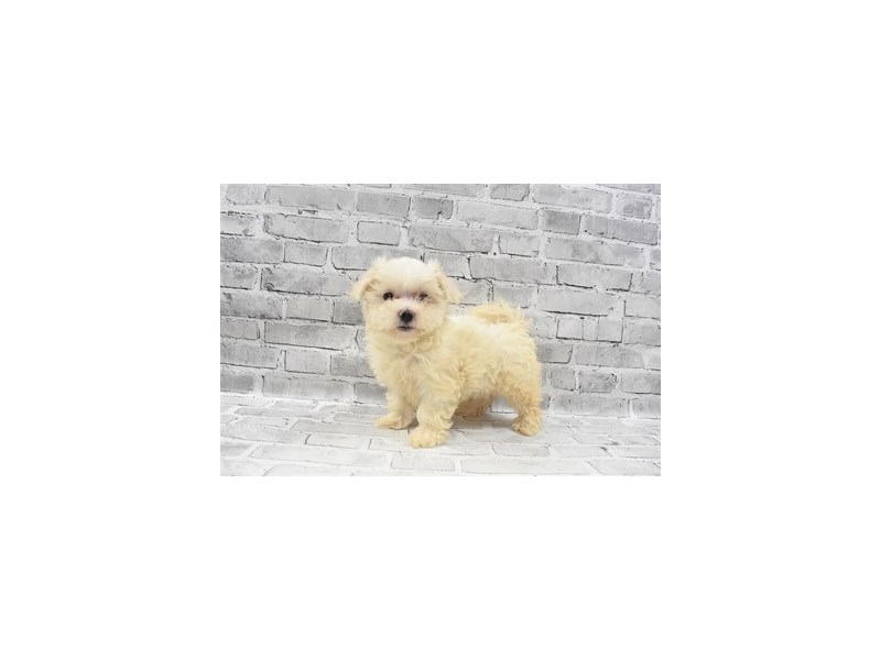 Maltese- Available 8/19-DOG-Female-White-3267335-PetCenter Old Bridge Puppies For Sale