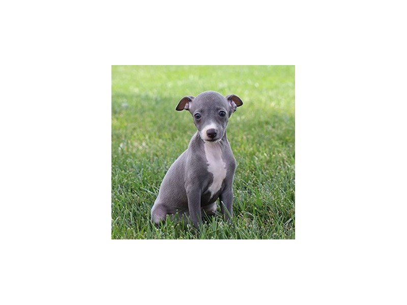 Italian Greyhound-Female-Blue-3275666-PetCenter Old Bridge