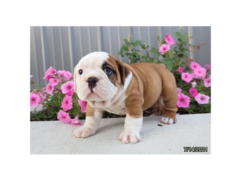 Victorian Bulldog- Available 8/19-Female-Red / White-3266244-PetCenter Old Bridge