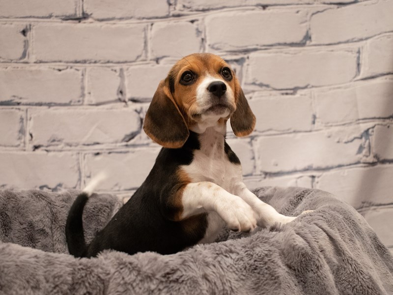 Beagle-Female-Black White and Tan-3285739-PetCenter Old Bridge Puppies For Sale