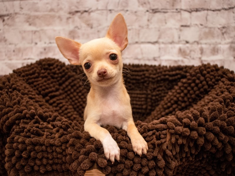 Chihuahua- Available 9/9-Male-Cream-3293668-PetCenter Old Bridge