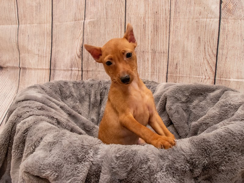 Miniature Pinscher- Available 9/30-DOG-Female-Red-3322389-PetCenter Old Bridge