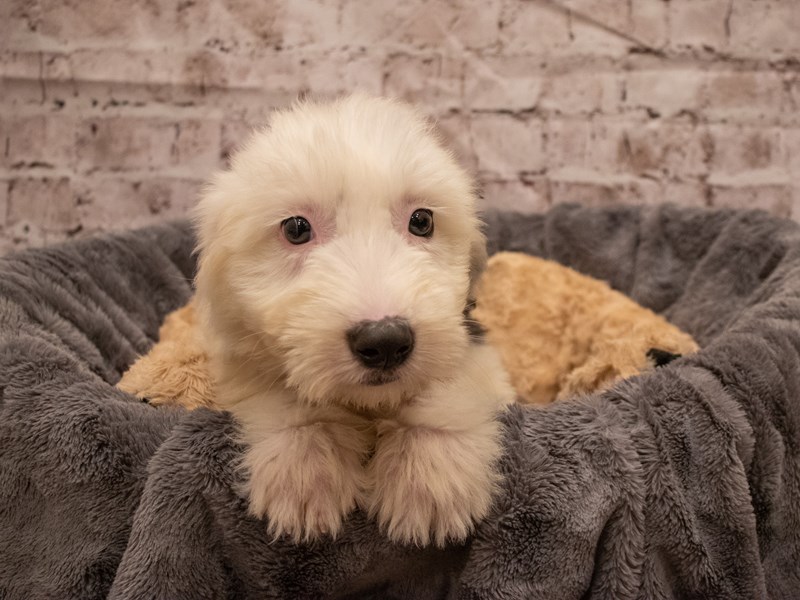 Old English Sheepdog- Available 9/16-Female-Black / White-3303631-PetCenter Old Bridge Puppies For Sale