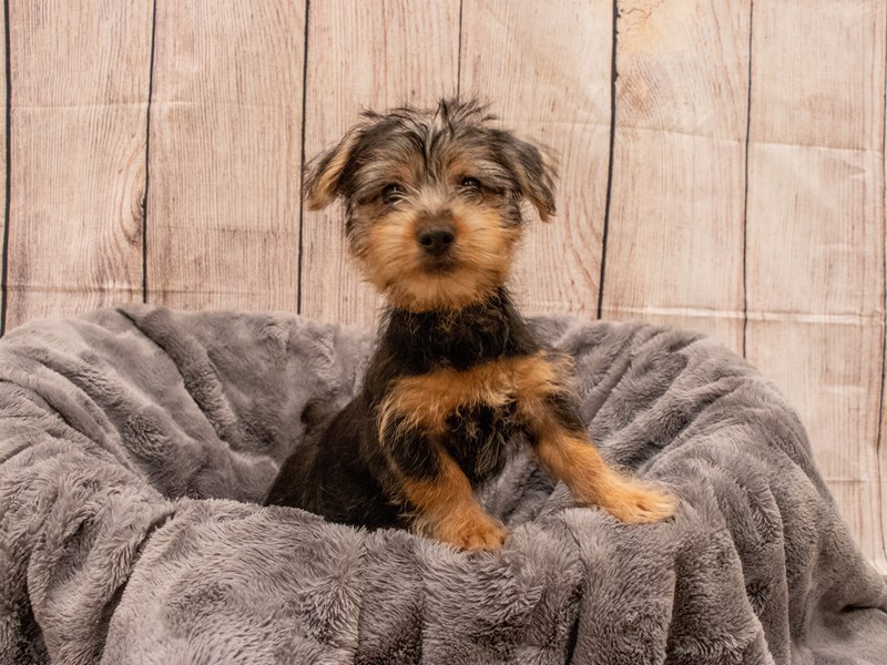 Silky Terrier- Available 9/30-DOG-Male-Silver Black and Tan-3322431-PetCenter Old Bridge Puppies For Sale