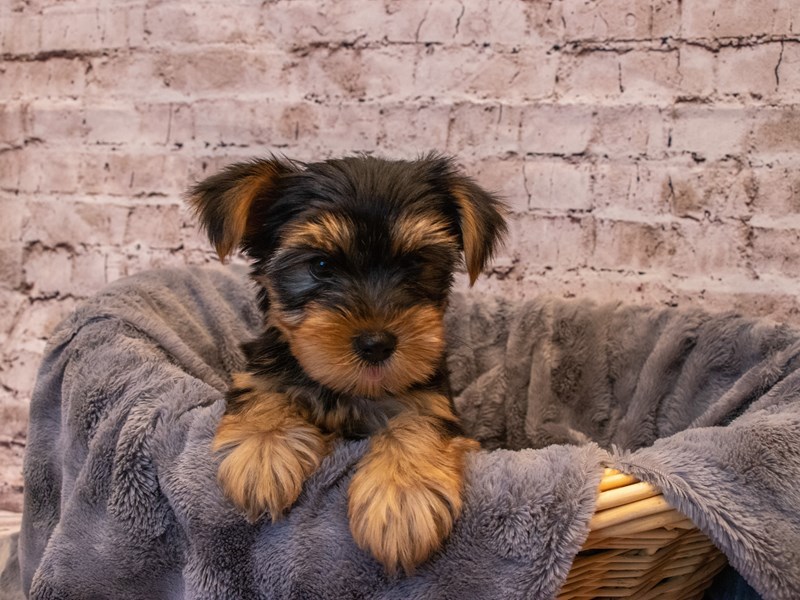 Yorkshire Terrier- Available 10/6-DOG-Male-Black and Tan-3332237-PetCenter Old Bridge Puppies For Sale