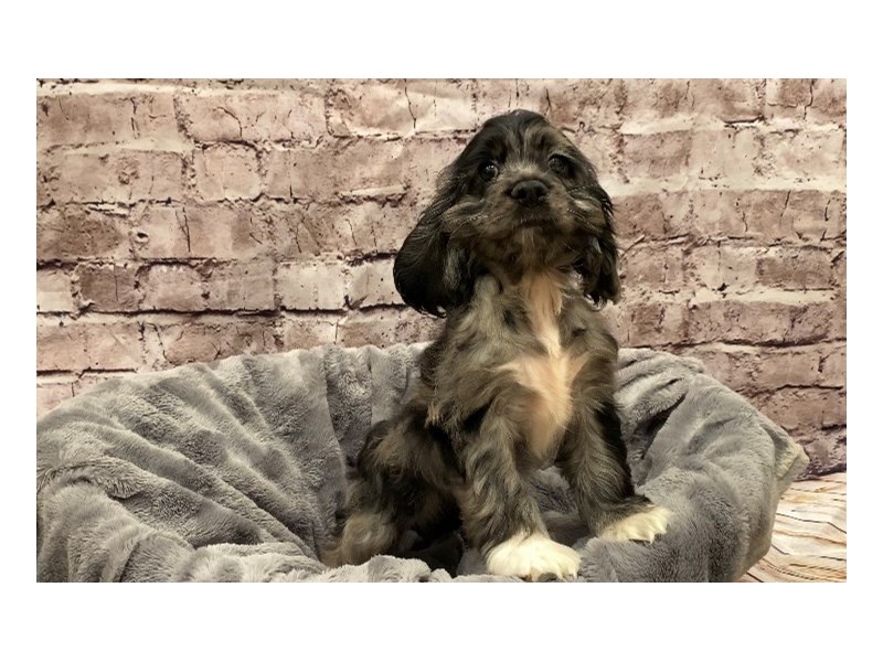Cocker Spaniel- Available 10/13-DOG-Female-Blue Roan-3340678-PetCenter Old Bridge Puppies For Sale