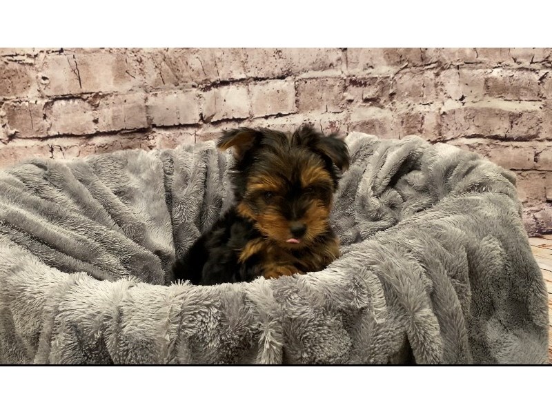 Yorkshire Terrier- Available 10/13-Male-Black and Gold-3341620-PetCenter Old Bridge Puppies For Sale