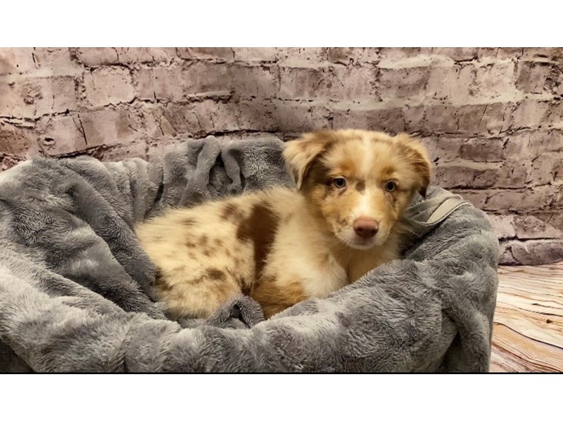 Australian Shepherd- Available 10/13-Male-Red Merle-3341503-PetCenter Old Bridge Puppies For Sale