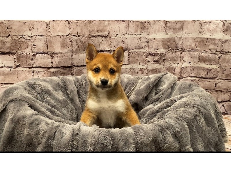 Shiba Inu- Available 10/13-Male-Red-3341683-PetCenter Old Bridge Puppies For Sale
