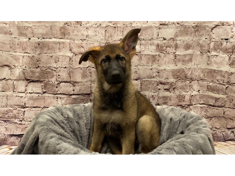 German Shepherd- Available 10/13-DOG-Female-Sable-3341706-PetCenter Old Bridge Puppies For Sale