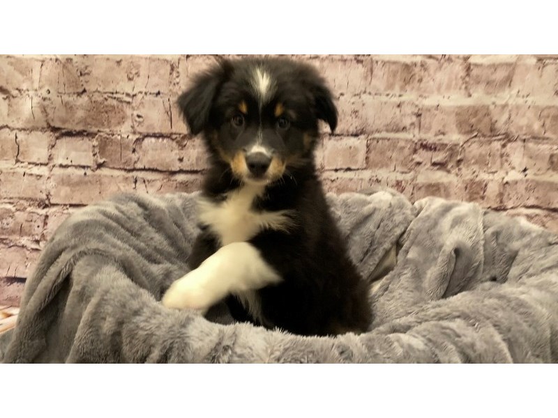Miniature Australian Shepherd- Available 10/13-DOG-Female-Black White and Brown-3341571-PetCenter Old Bridge Puppies For Sale