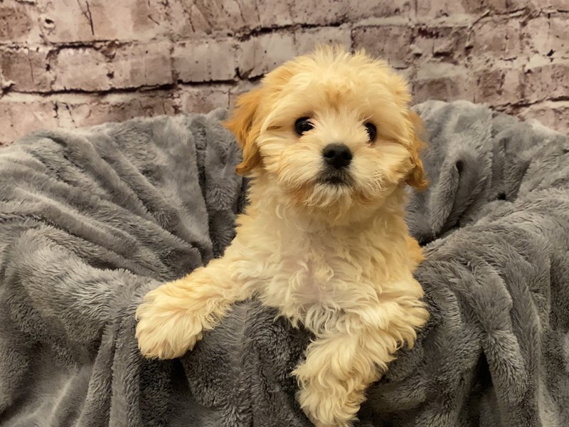 Cavachon- Available 10/13-DOG-Male-Cream-3332130-PetCenter Old Bridge Puppies For Sale