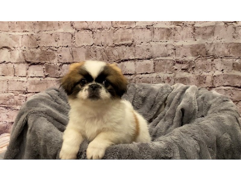 Pekingese- Available 10/13-DOG-Male-Red-3341542-PetCenter Old Bridge Puppies For Sale