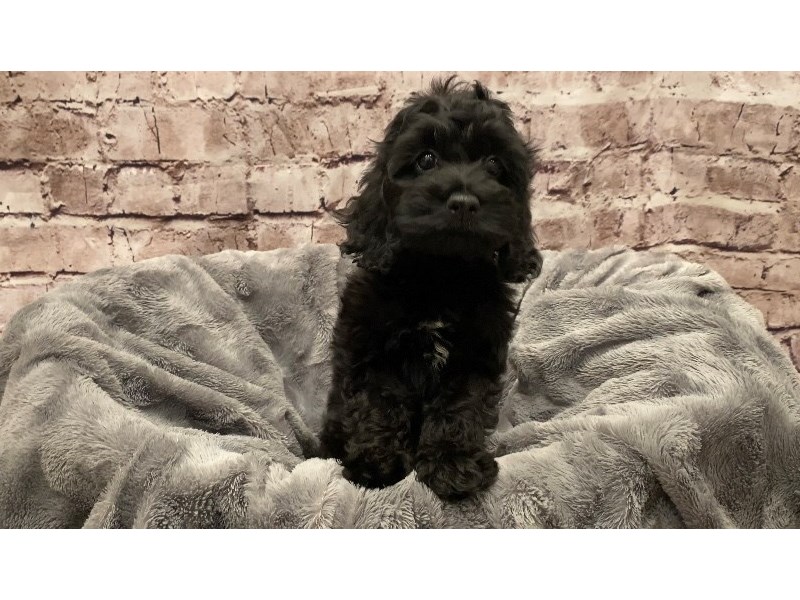 Cockapoo- Available 10/13-DOG-Female-Black / White-3340688-PetCenter Old Bridge Puppies For Sale