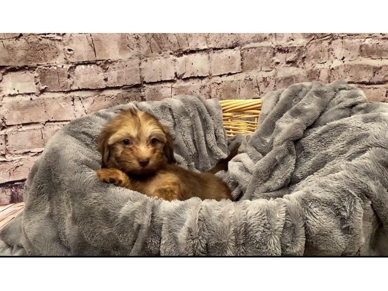 Havanese- Available 10/13-Female-Chocolate-3340676-PetCenter Old Bridge Puppies For Sale