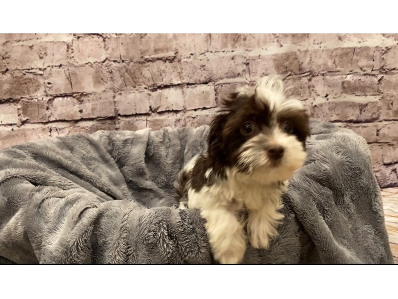 Havanese- Available 10/13-DOG-Female-Chocolate-3340689-PetCenter Old Bridge Puppies For Sale