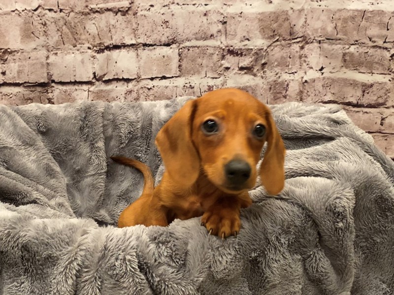 Dachshund- Available 10/13-DOG-Female-Red-3340683-PetCenter Old Bridge Puppies For Sale