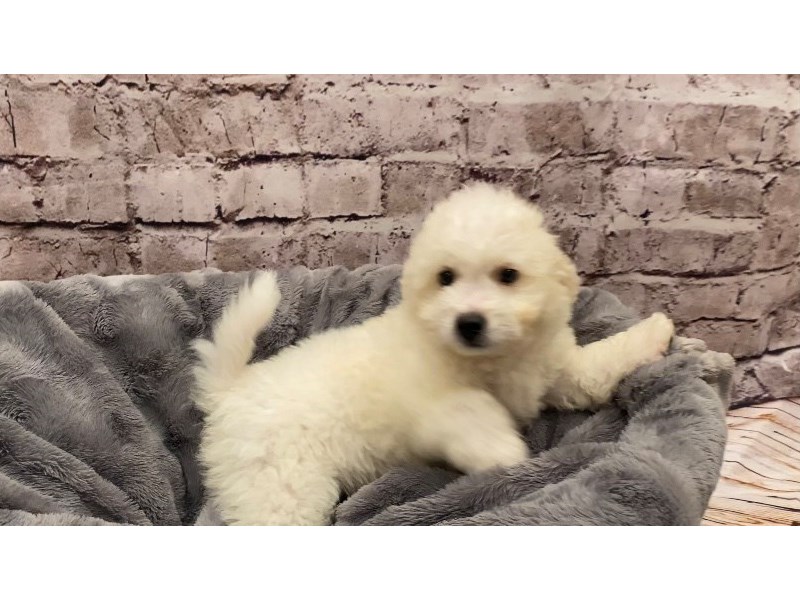 Bichon Poo- Available 10/13-DOG-Male-White-3340685-PetCenter Old Bridge Puppies For Sale