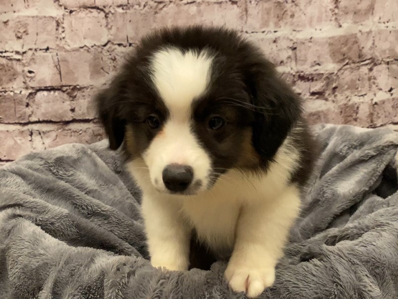 Miniature American Shepherd- Available 10/13-DOG-Female-Black White / Tan-3340675-PetCenter Old Bridge Puppies For Sale