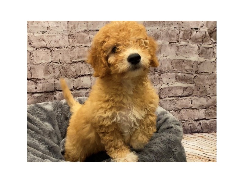 Mini Goldendoodle 2nd Gen- Available 10/13-Male-Apricot-3341635-PetCenter Old Bridge Puppies For Sale