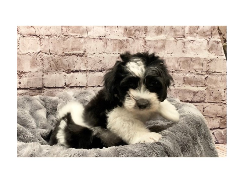 Coton De Tulear- Available 10/13-Male-Black / White-3340677-PetCenter Old Bridge Puppies For Sale