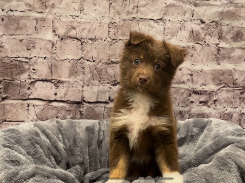 Miniature Australian Shepherd- Available 10/20-DOG-Female-Red and White-3350714-PetCenter Old Bridge Puppies For Sale