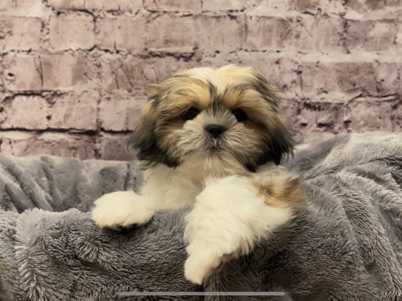 Shih Tzu- Available 10/20-DOG-Female-Black / White-3349463-PetCenter Old Bridge Puppies For Sale